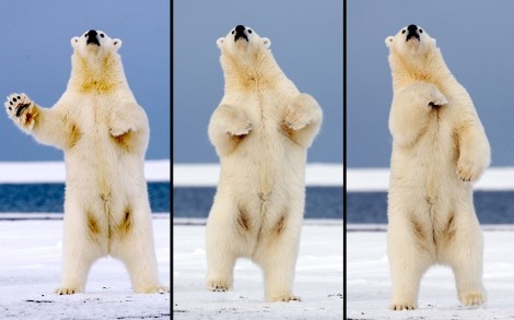 Несколько па. Танцующий медведь на Аляске. (Фото Steven Kazlowski):